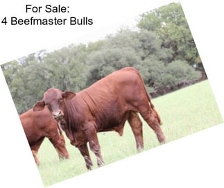 For Sale: 4 Beefmaster Bulls