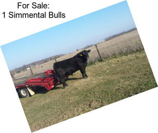 For Sale: 1 Simmental Bulls