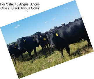 For Sale: 40 Angus, Angus Cross, Black Angus Cows