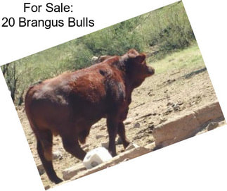For Sale: 20 Brangus Bulls