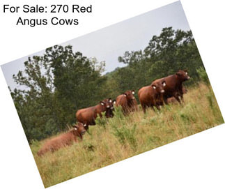 For Sale: 270 Red Angus Cows