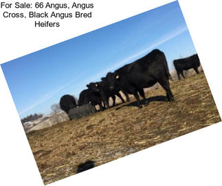 For Sale: 66 Angus, Angus Cross, Black Angus Bred Heifers