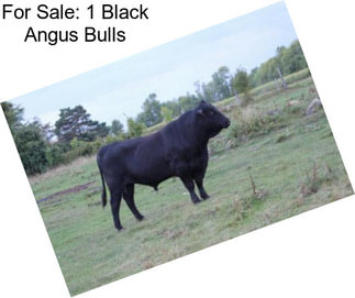 For Sale: 1 Black Angus Bulls