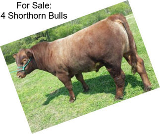 For Sale: 4 Shorthorn Bulls