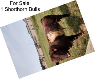 For Sale: 1 Shorthorn Bulls