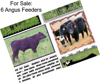 For Sale: 6 Angus Feeders