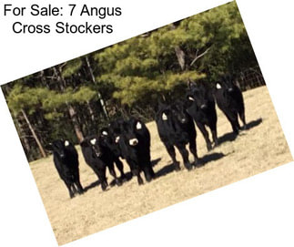 For Sale: 7 Angus Cross Stockers