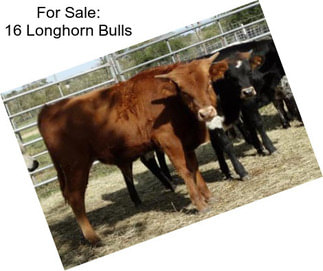 For Sale: 16 Longhorn Bulls