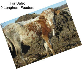 For Sale: 9 Longhorn Feeders