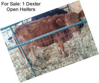 For Sale: 1 Dexter Open Heifers