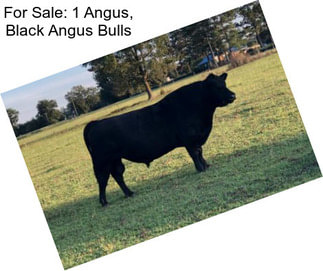 For Sale: 1 Angus, Black Angus Bulls