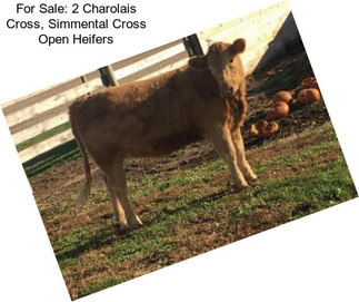 For Sale: 2 Charolais Cross, Simmental Cross Open Heifers