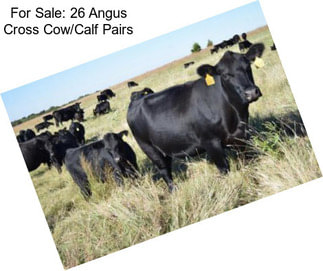 For Sale: 26 Angus Cross Cow/Calf Pairs