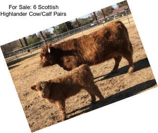 For Sale: 6 Scottish Highlander Cow/Calf Pairs