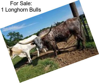 For Sale: 1 Longhorn Bulls