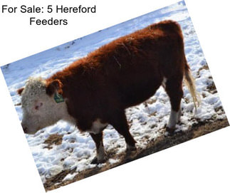 For Sale: 5 Hereford Feeders