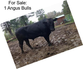 For Sale: 1 Angus Bulls