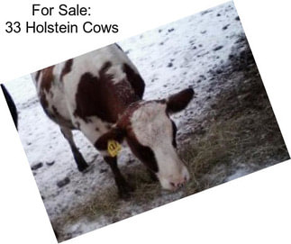 For Sale: 33 Holstein Cows