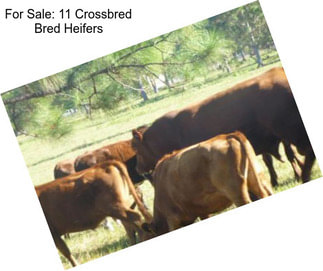 For Sale: 11 Crossbred Bred Heifers