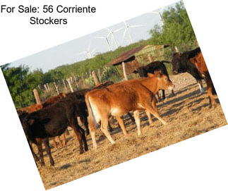 For Sale: 56 Corriente Stockers