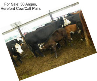 For Sale: 30 Angus, Hereford Cow/Calf Pairs