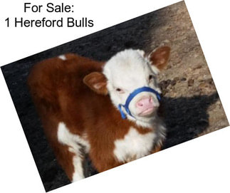 For Sale: 1 Hereford Bulls