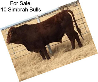 For Sale: 10 Simbrah Bulls