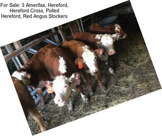 For Sale: 3 Amerifax, Hereford, Hereford Cross, Polled Hereford, Red Angus Stockers