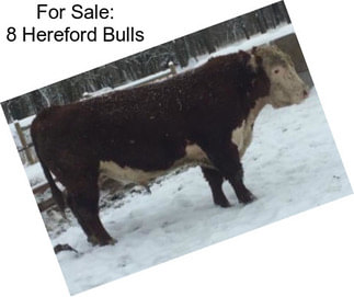 For Sale: 8 Hereford Bulls