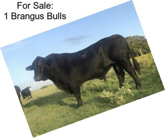 For Sale: 1 Brangus Bulls