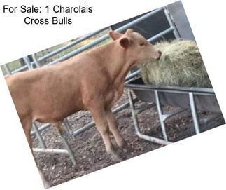 For Sale: 1 Charolais Cross Bulls