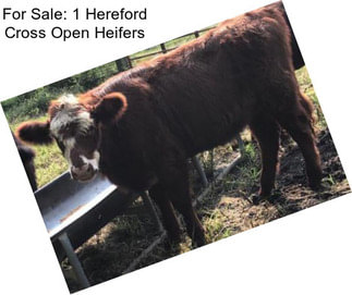 For Sale: 1 Hereford Cross Open Heifers