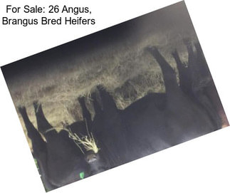For Sale: 26 Angus, Brangus Bred Heifers