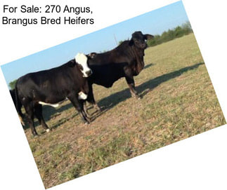 For Sale: 270 Angus, Brangus Bred Heifers