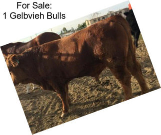 For Sale: 1 Gelbvieh Bulls