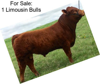 For Sale: 1 Limousin Bulls