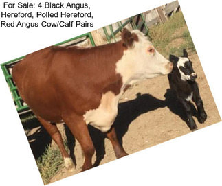 For Sale: 4 Black Angus, Hereford, Polled Hereford, Red Angus Cow/Calf Pairs