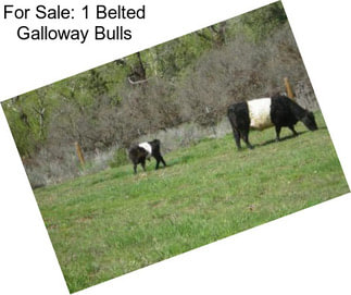 For Sale: 1 Belted Galloway Bulls