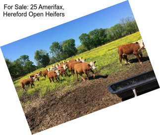 For Sale: 25 Amerifax, Hereford Open Heifers