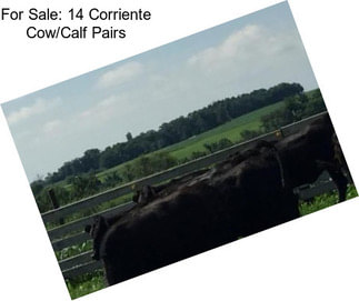 For Sale: 14 Corriente Cow/Calf Pairs