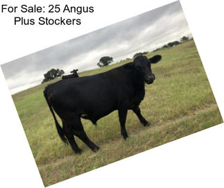 For Sale: 25 Angus Plus Stockers