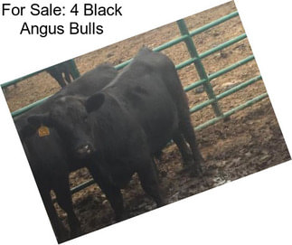 For Sale: 4 Black Angus Bulls