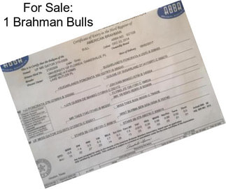 For Sale: 1 Brahman Bulls