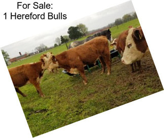 For Sale: 1 Hereford Bulls