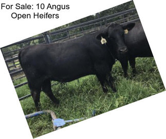 For Sale: 10 Angus Open Heifers