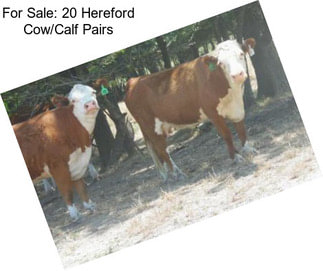 For Sale: 20 Hereford Cow/Calf Pairs