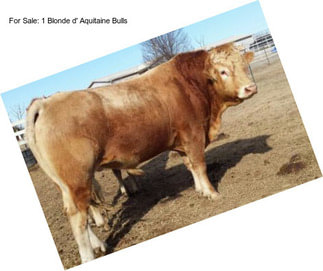 For Sale: 1 Blonde d\' Aquitaine Bulls