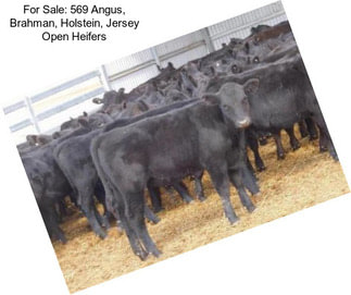 For Sale: 569 Angus, Brahman, Holstein, Jersey Open Heifers