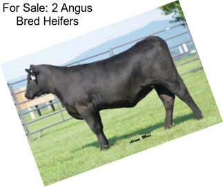 For Sale: 2 Angus Bred Heifers