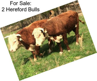 For Sale: 2 Hereford Bulls